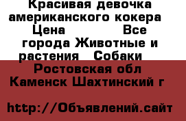 Красивая девочка американского кокера › Цена ­ 35 000 - Все города Животные и растения » Собаки   . Ростовская обл.,Каменск-Шахтинский г.